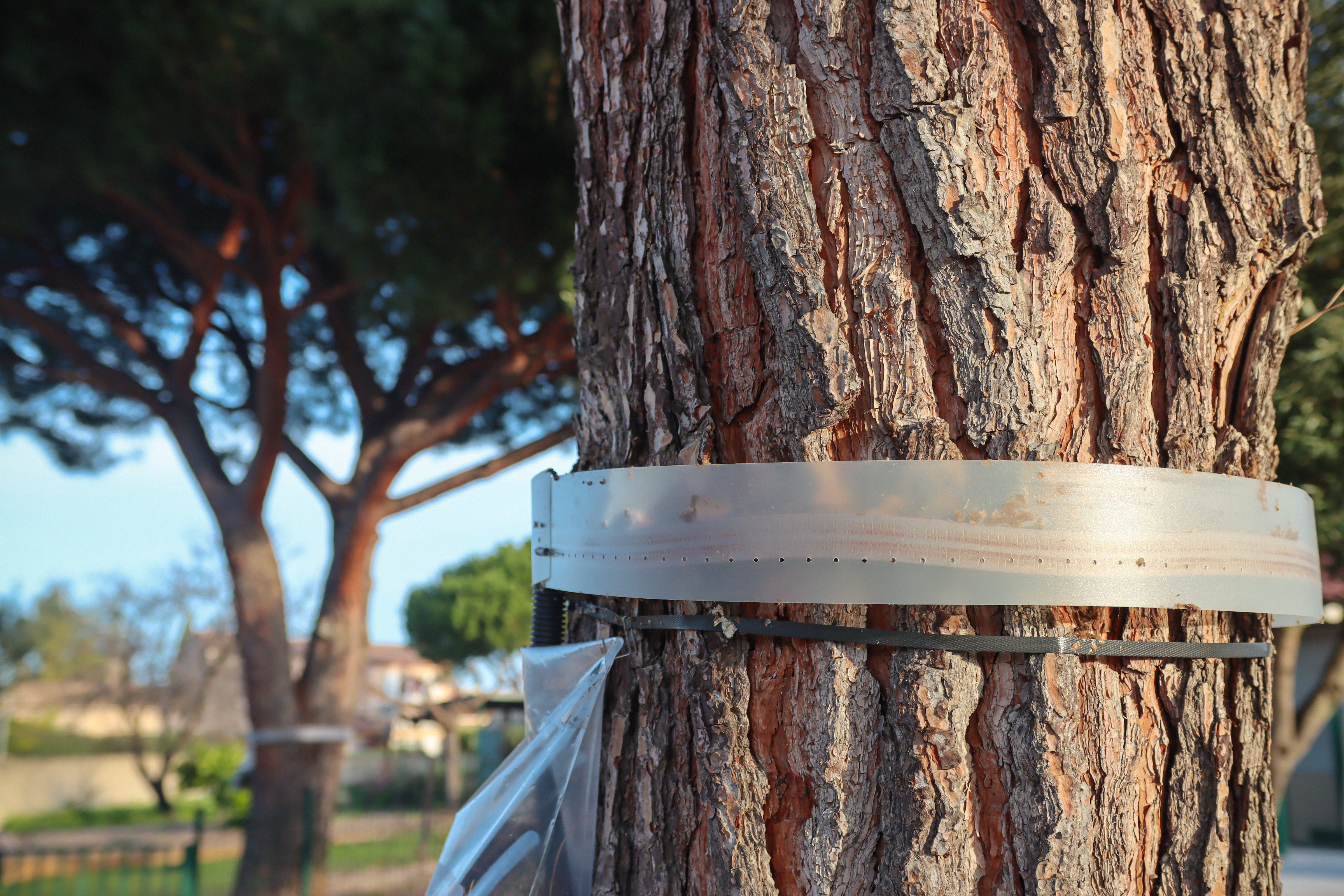 01 21 2026 3339 CHENILLES PROCESSIONNAIRES MOULIN VIEUX IB